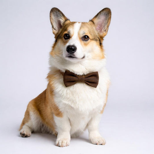 Velvet and Corduroy Collars: Gentle on Pet Skin