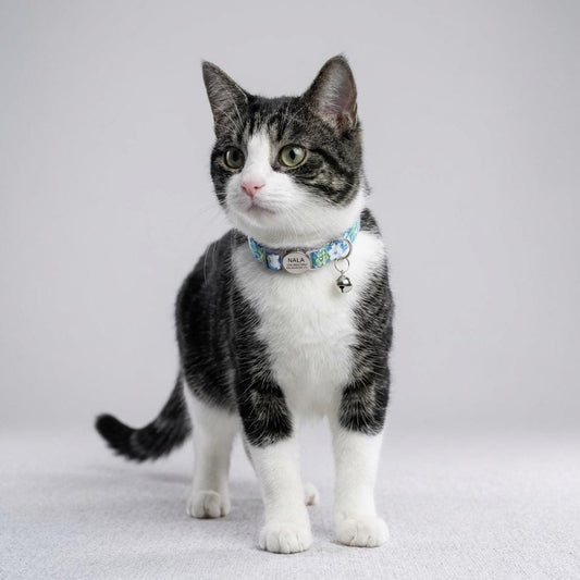 Why Safety Buckle Collars Matter for Cats