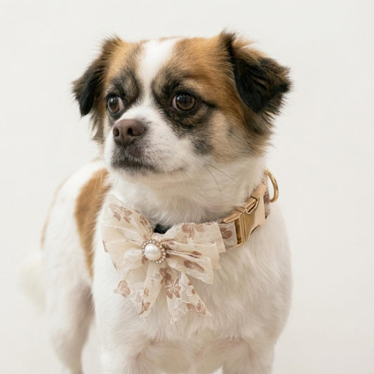 Personalized Lace Dog Collar with Engraved Buckle, Bowtie and Leash Set