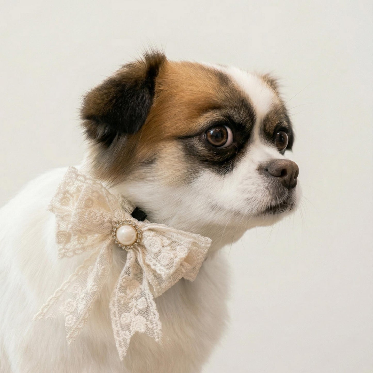 Personalized Lace Dog Collar with Engraved Buckle, Bowtie and Leash Set