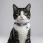 Personalized Cat Collar with Bell | Breakaway Safety Nylon ID Tag