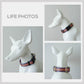Personalized Dog Collar and Leash Set, Engraved Name Buckle, Nylon Fabric, Lightweight Dog Accessories