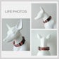 Personalized Halloween Dog Collar and Leash Set, Engraved Name Buckle