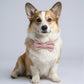 Personalized Corduroy Dog Collar, Laser Engraved Gold Buckle Pet Collar