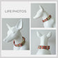 Red Sunflowers Dog Collar, Leash, Bowtie with Engraved Name Buckle