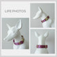 Personalized Rainbow Gem Dog Collar with Engraved Name Buckle