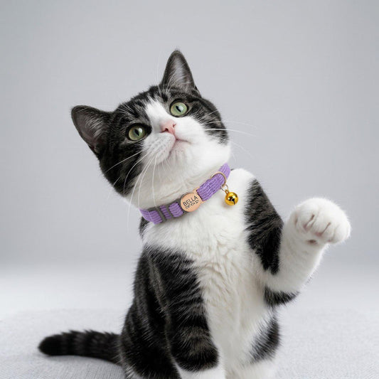 Personalized Corduroy Multi Solid Color Cat Collar with Bell, Custom Breakaway Safety Buckle, Adjustable