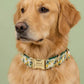 Personalized Lemon Dog Collar Set | Custom Pet Name, Phone Number, Poop Bag Holder, Rope Leash