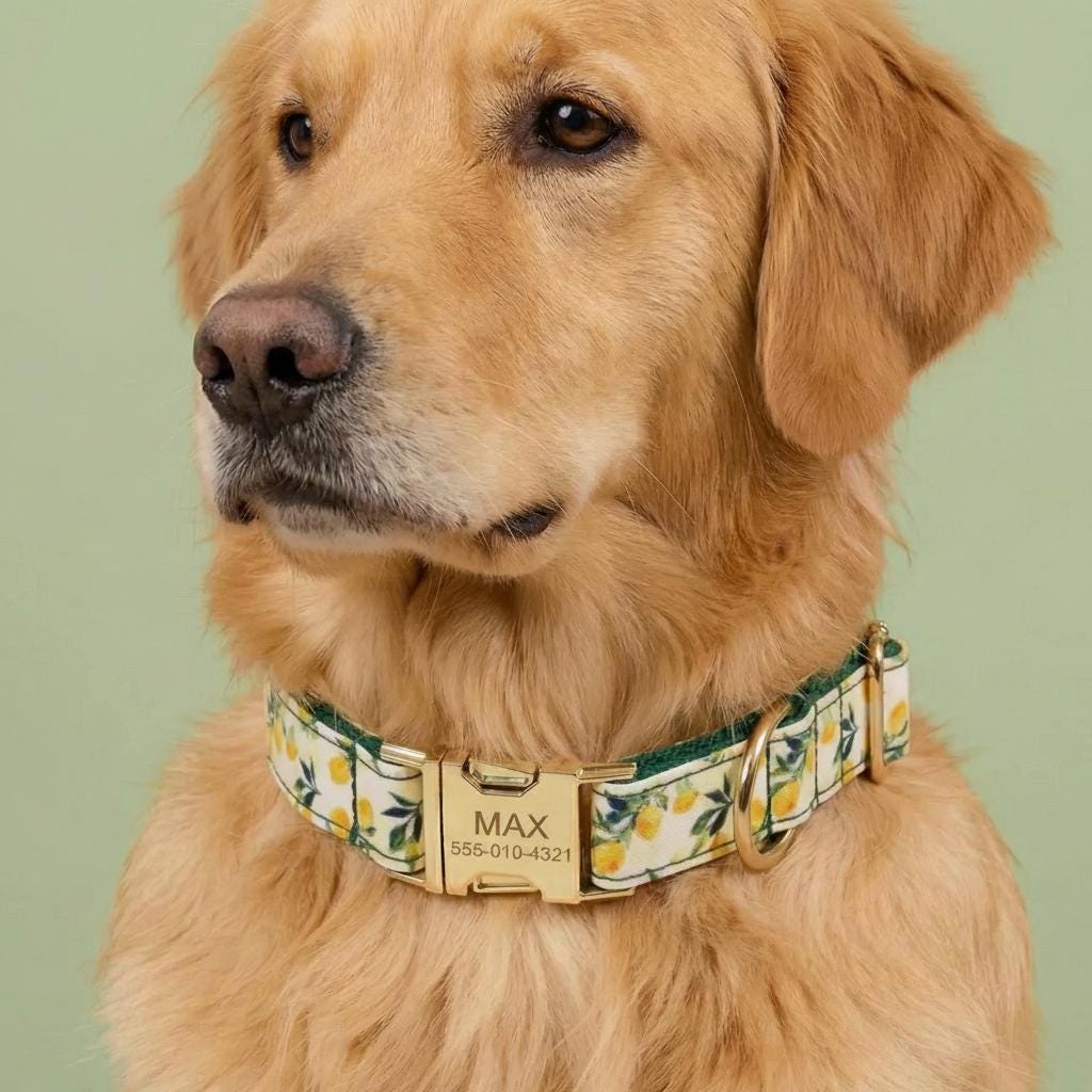 Lemon Print Dog Harness Set | Personalized Collar, Leash, Poop Bag Holder | Braided Nylon Rope