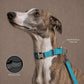 Orange No Pull Dog Harness, Hi Vis Martingale Collar & Optional Leash for Whippet Greyhound Saluki Borzoi, Engraved Sighthound Set