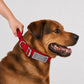 Tactical Dog Collar with Control Handle, Heavy Duty Lightweight Nylon Personalised Collar, 4 Colors, Reflective Adjustable K9 Dog Collar
