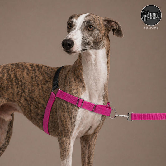 Magenta Reflective No Pull Dog Harness Set, Personalized Martingale Collar & Leash, Custom Engraved Whippet Greyhound Gift