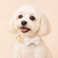 White Tweed Dog Harness Set, Personalised Luxury Boucle Collar Leash Bow Tie | Engraved Gold Buckle Mix & Match XS S M L XL