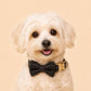 Black Tweed Dog Harness Set, Personalised Luxury Boucle Collar Leash Bow Tie | Engraved Gold Buckle Mix & Match XS S M L XL